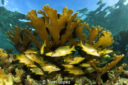 scoolmaster under a coral,canon 60D tokina lens 10/17mm a... by Noel Lopez 
